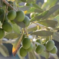 olives-4490867_640